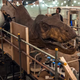 The practical T-rex from Jurassic World: Fallen Kingdom.